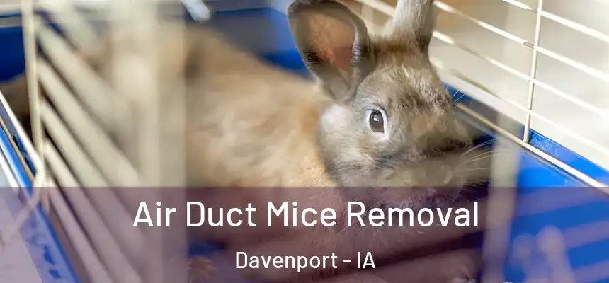  Air Duct Mice Removal Davenport - IA